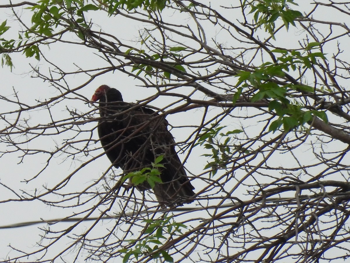 Turkey Vulture - ML638303233