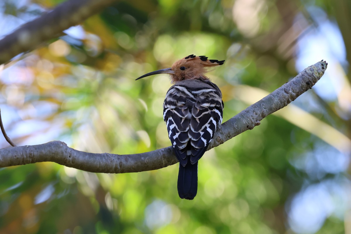 Madagascar Hoopoe - ML638303237