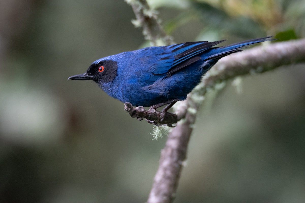 Masked Flowerpiercer - ML638303239
