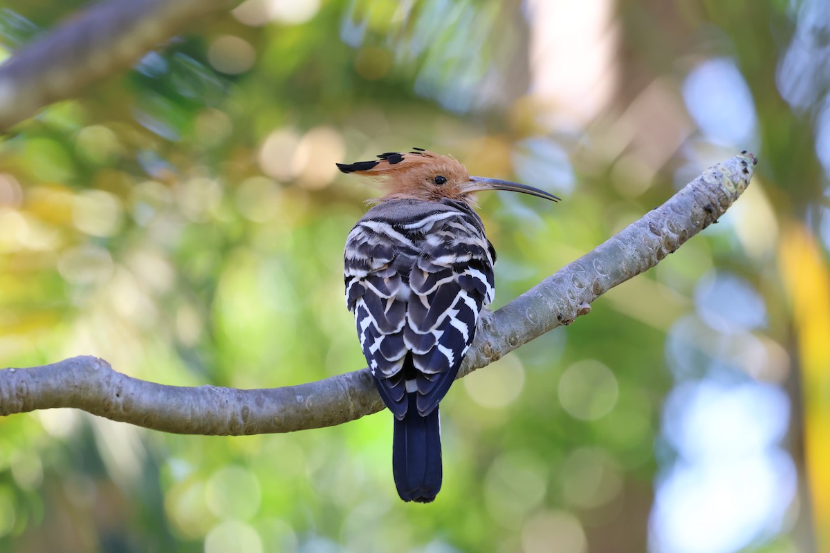 Madagascar Hoopoe - ML638303242
