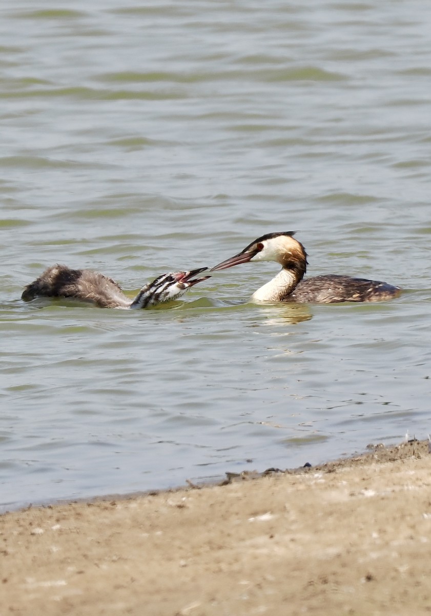 Great Crested Grebe - ML638303243
