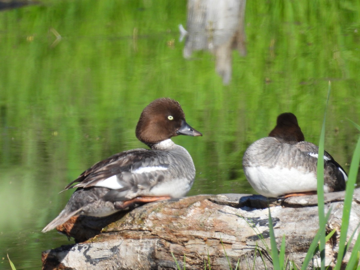 Common Goldeneye - ML638303246