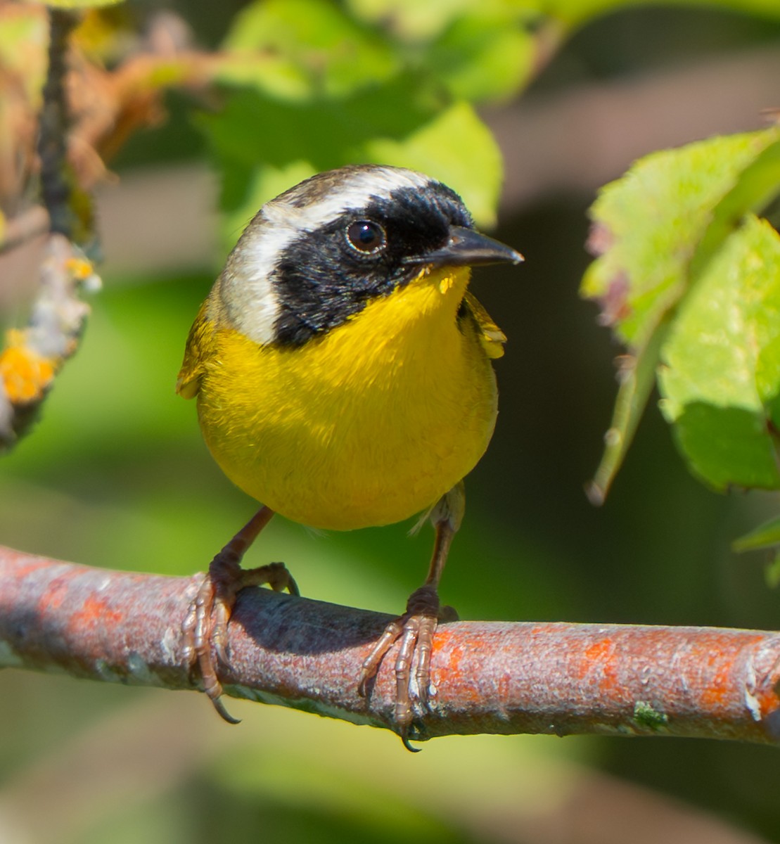 Common Yellowthroat - ML638303247
