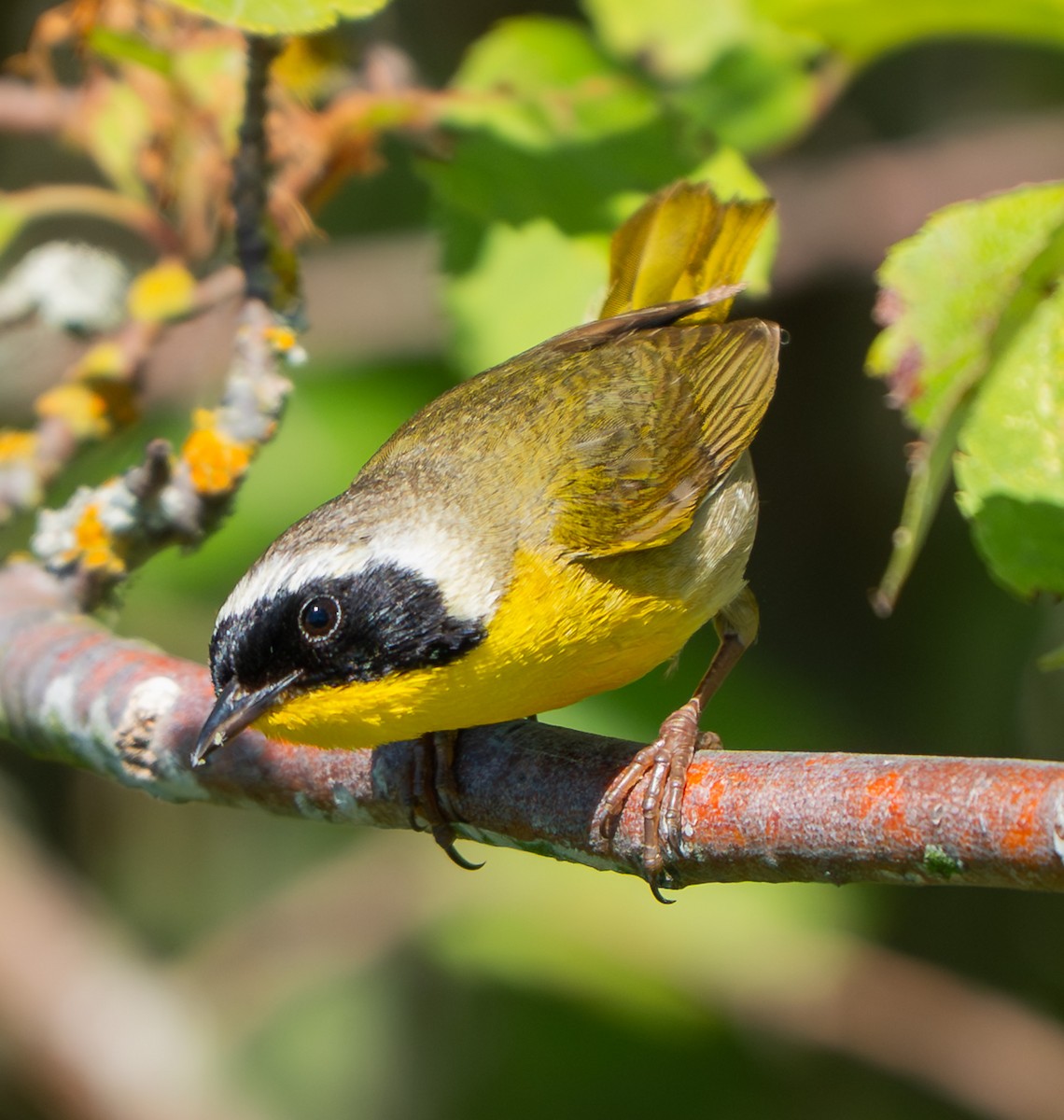 Common Yellowthroat - ML638303248
