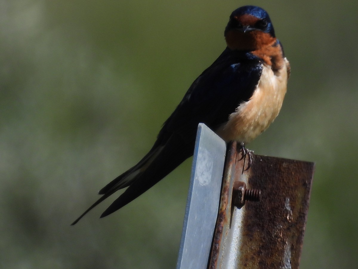 Barn Swallow - ML638303254