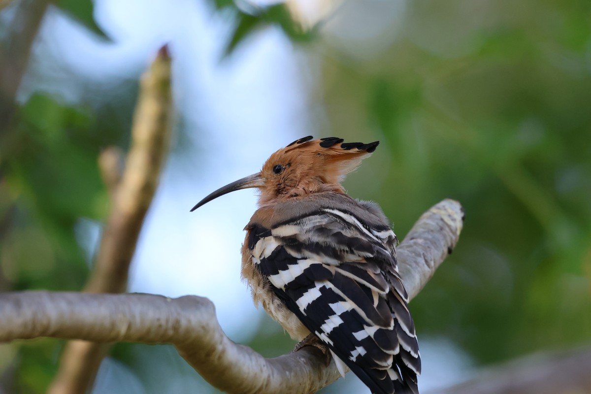 Madagascar Hoopoe - ML638303262