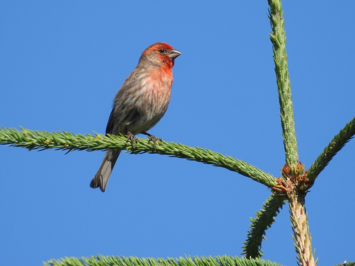 House Finch - ML638303265