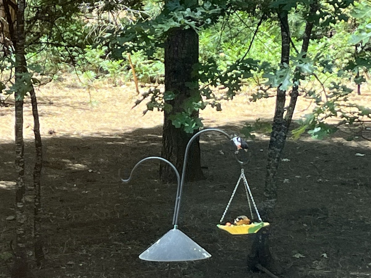 Rose-breasted Grosbeak - ML638303269