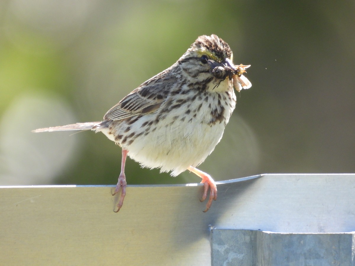 Savannah Sparrow - ML638303270