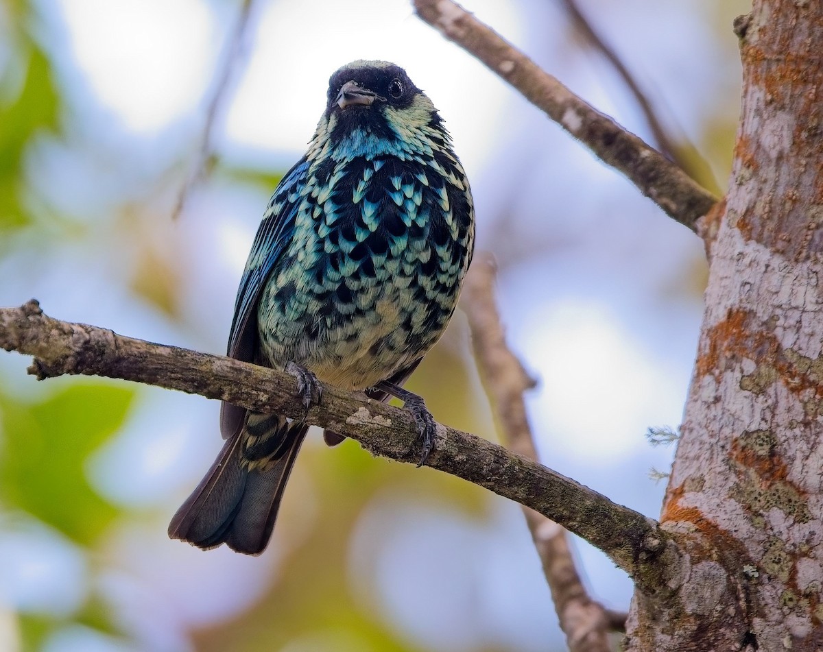 Beryl-spangled Tanager - ML638303273