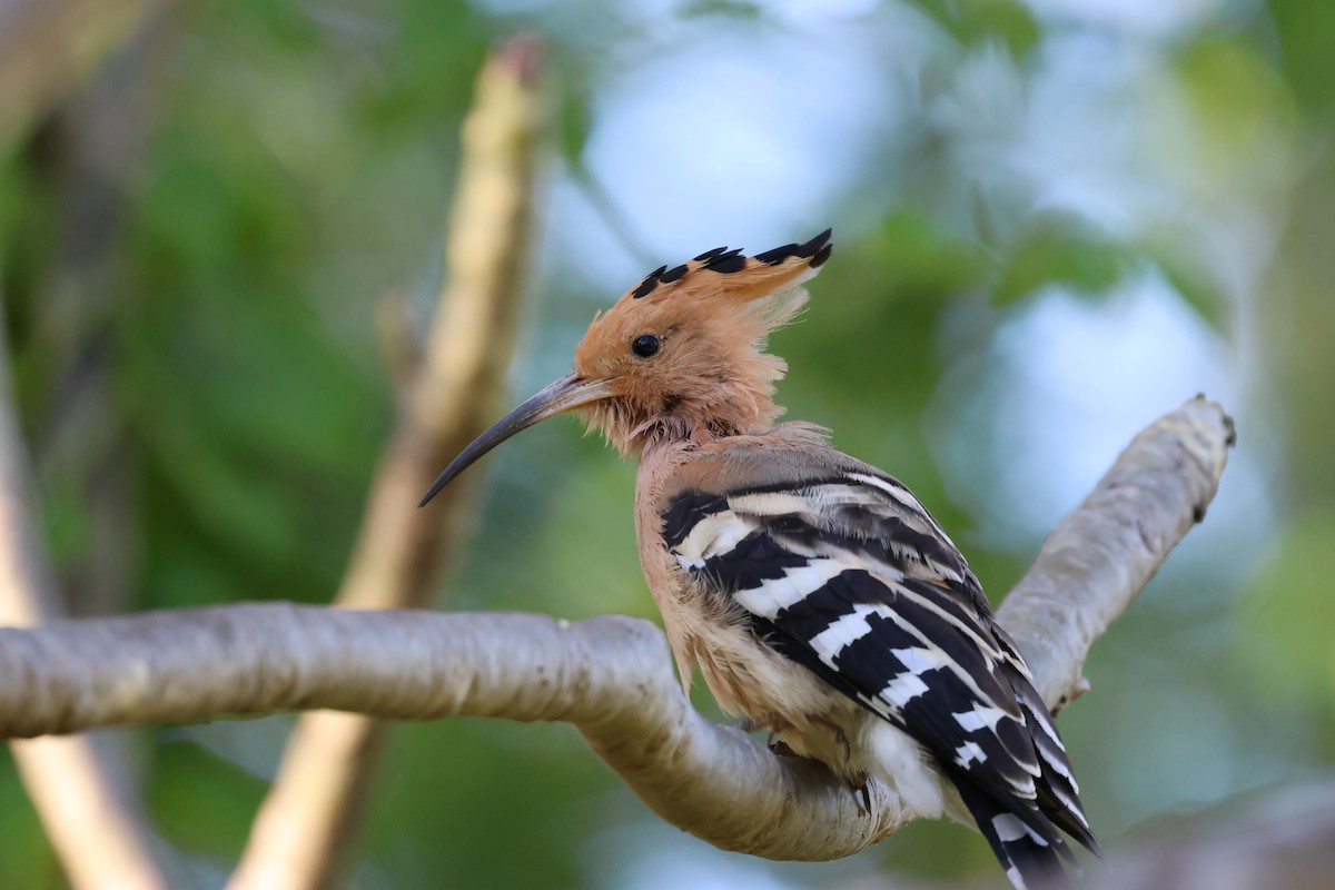 Madagascar Hoopoe - ML638303275