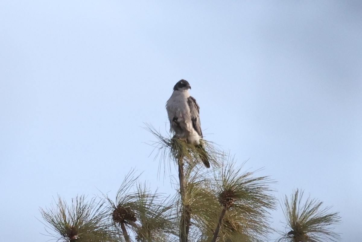 American Goshawk - ML638303278