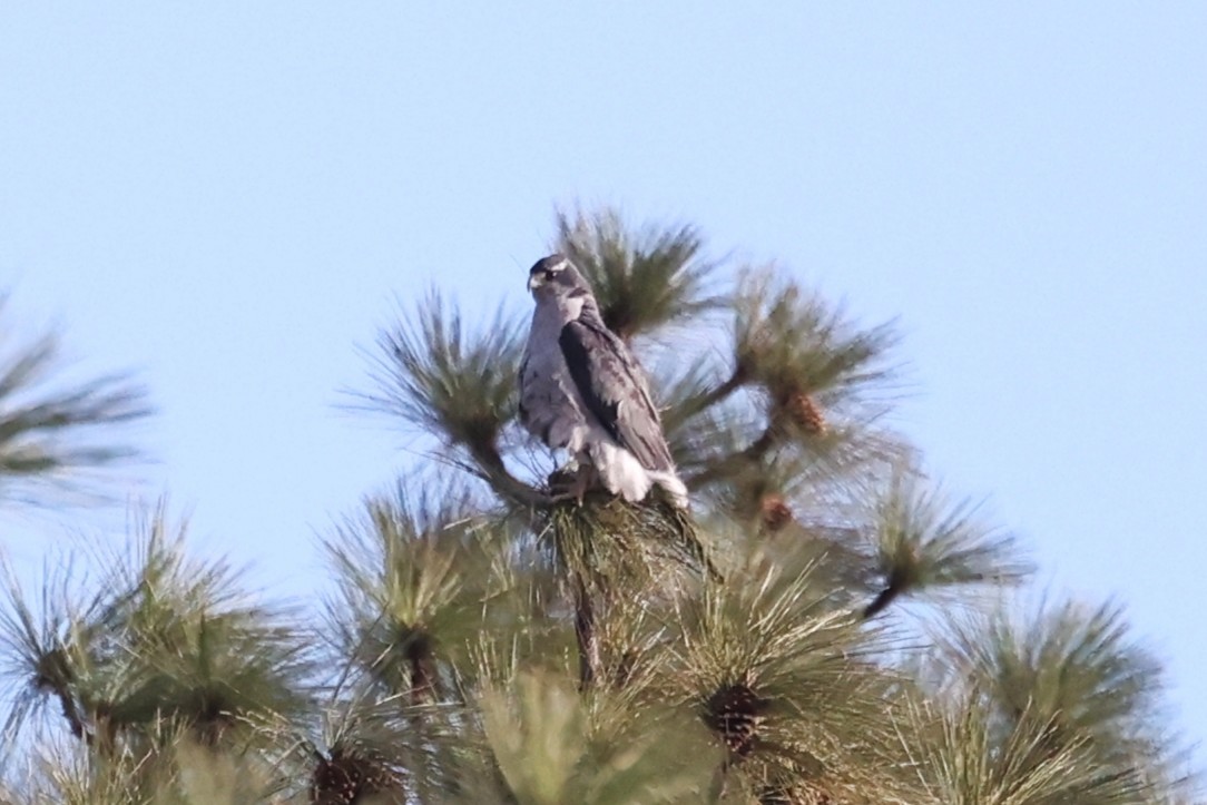 American Goshawk - ML638303284