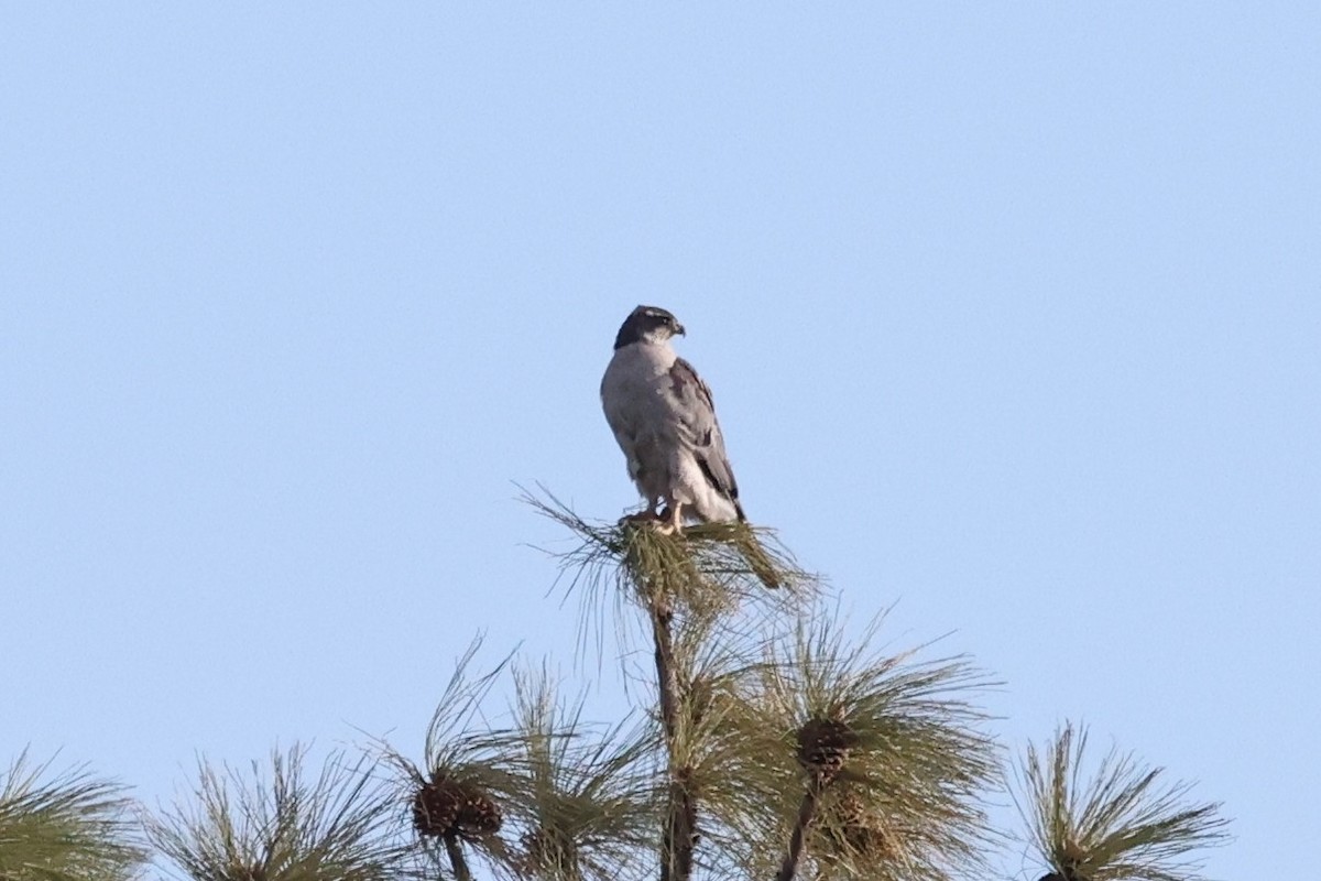 American Goshawk - ML638303286