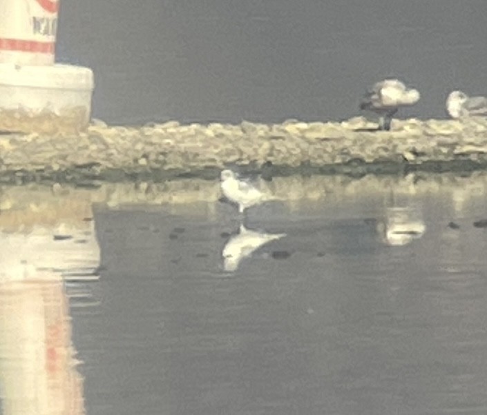 Short-billed Gull - ML638303289
