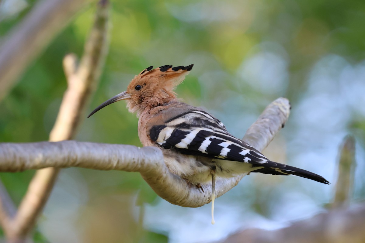 Madagascar Hoopoe - ML638303290