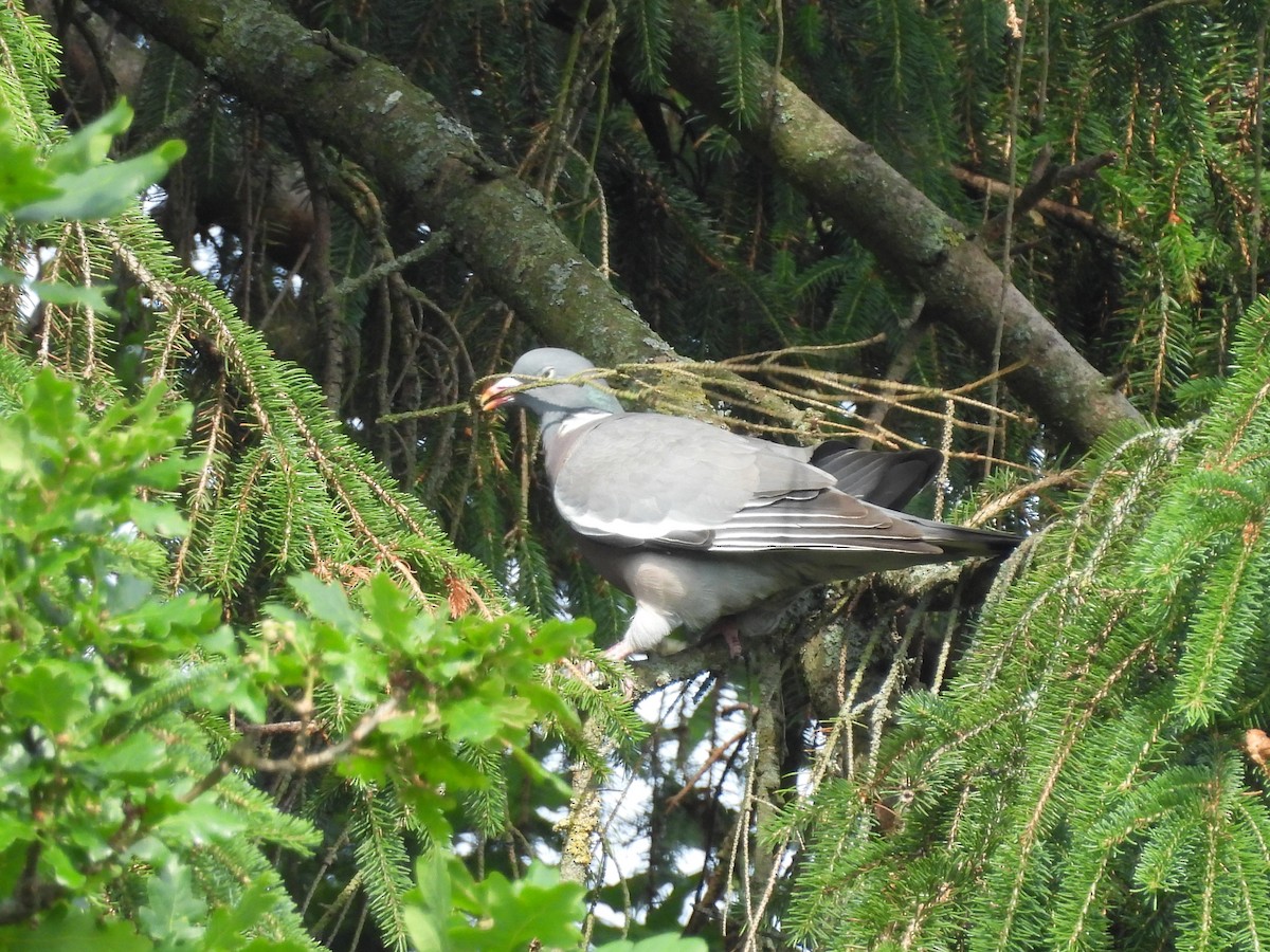 Common Wood-Pigeon - ML638303294