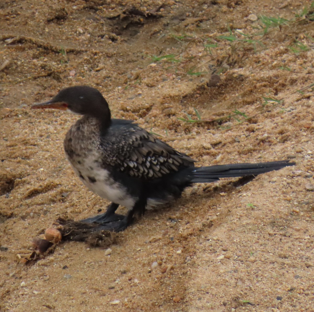 Reed Cormorant - ML638303296
