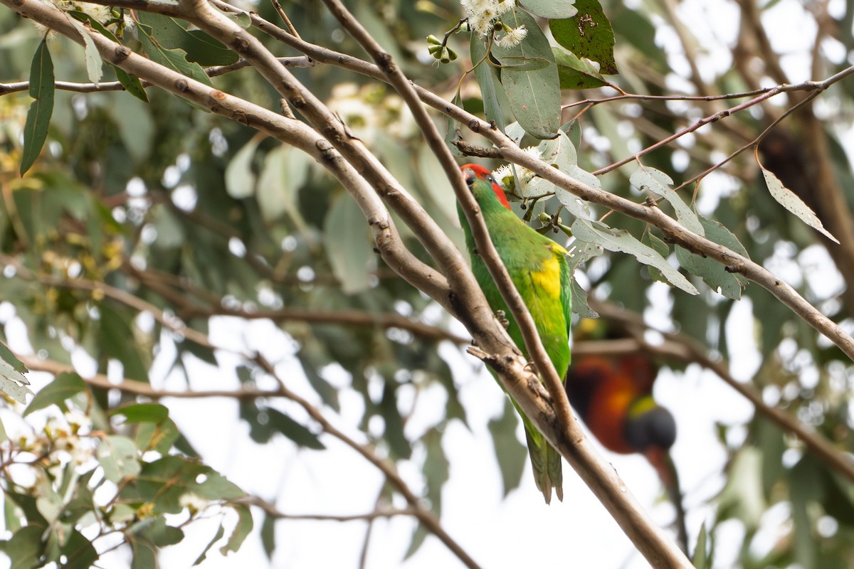 Musk Lorikeet - ML638303298