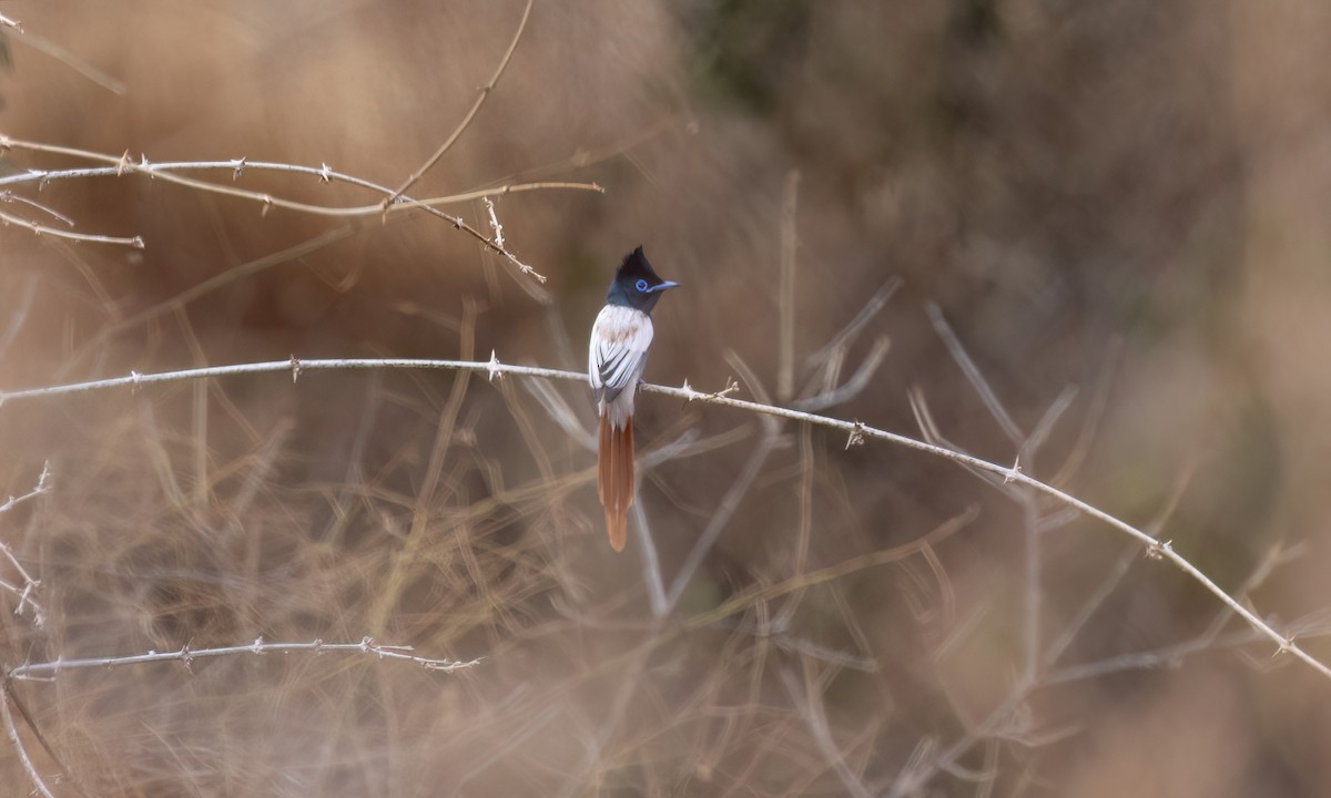 African Paradise-Flycatcher - ML638303301
