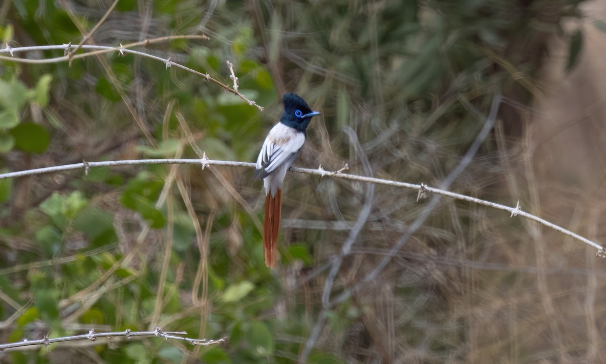 African Paradise-Flycatcher - ML638303302