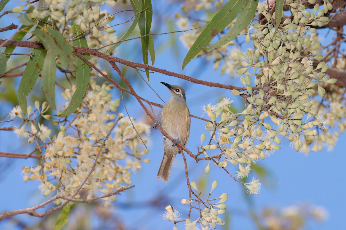 Tawny-breasted Honeyeater - ML638303309
