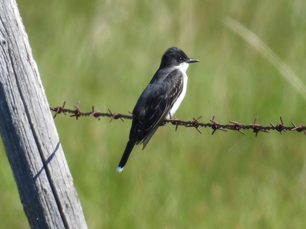 Eastern Kingbird - ML638303310
