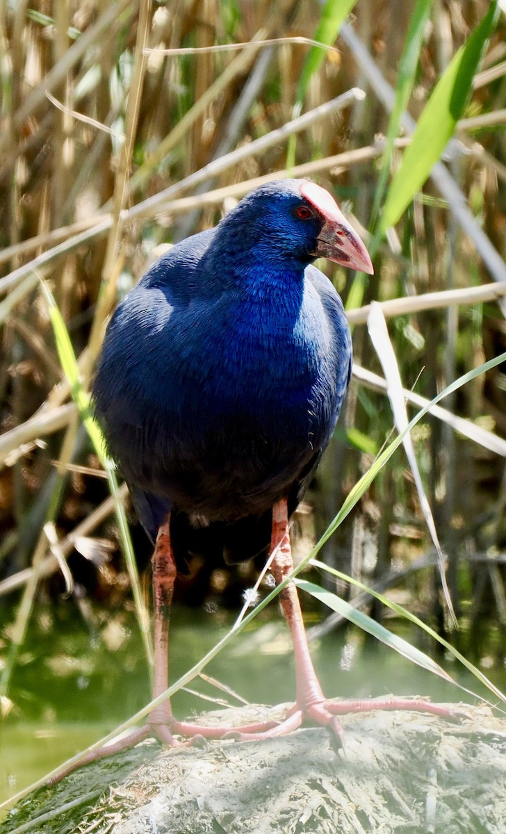 Western Swamphen - ML638303313