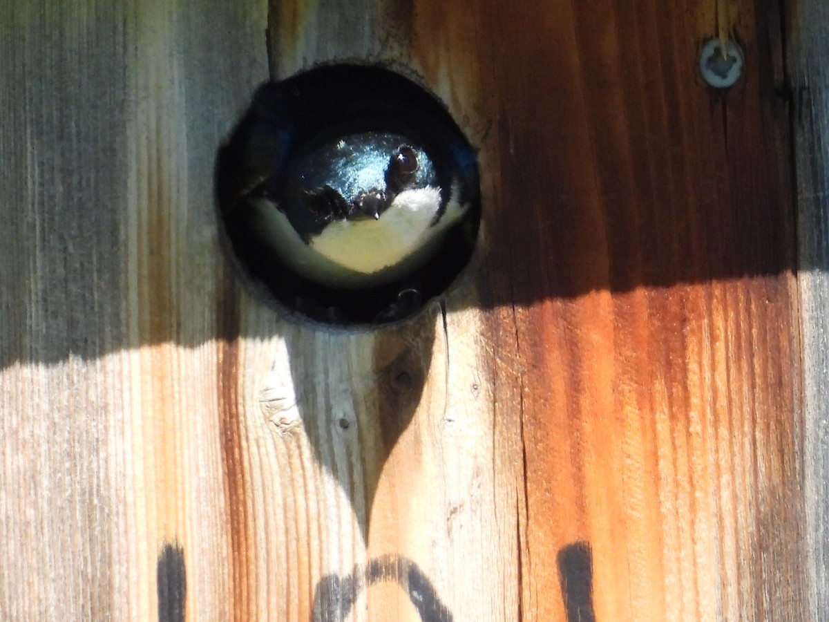 Tree Swallow - ML638303316