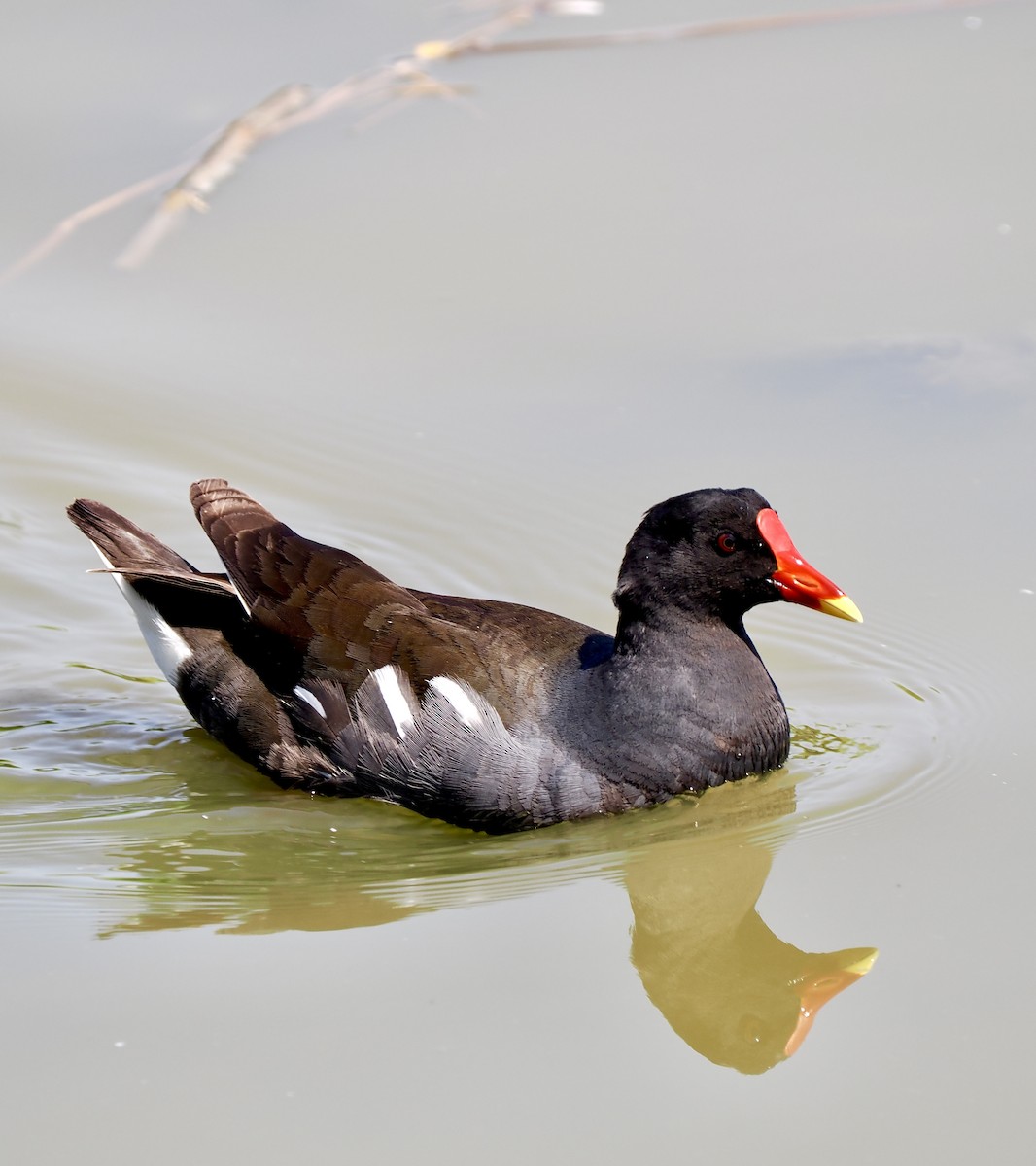 Eurasian Moorhen - ML638303320