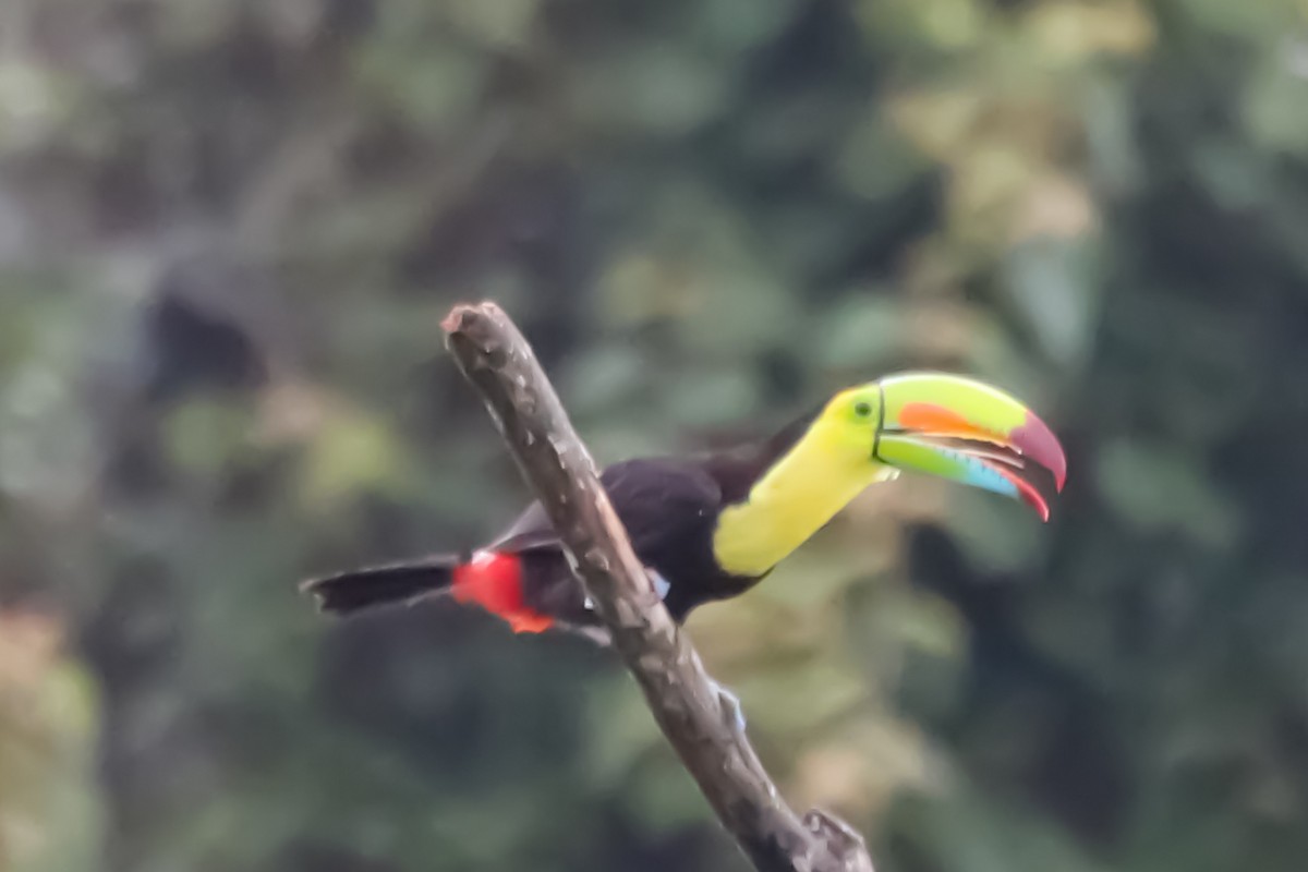 Keel-billed Toucan - ML638303323