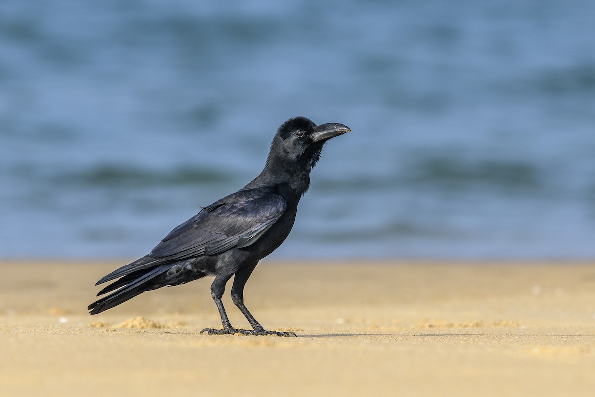 Large-billed Crow (Indian Jungle) - ML638303325