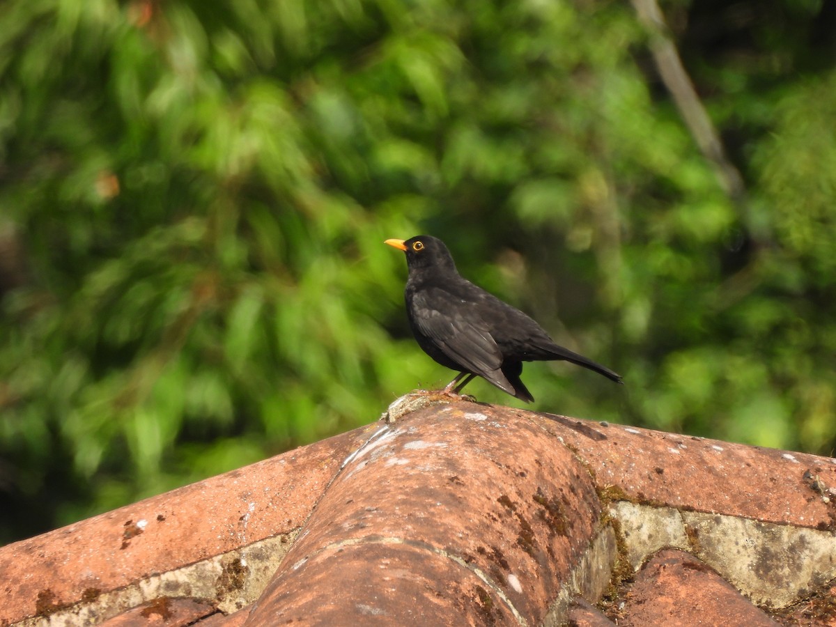 Eurasian Blackbird - ML638303329