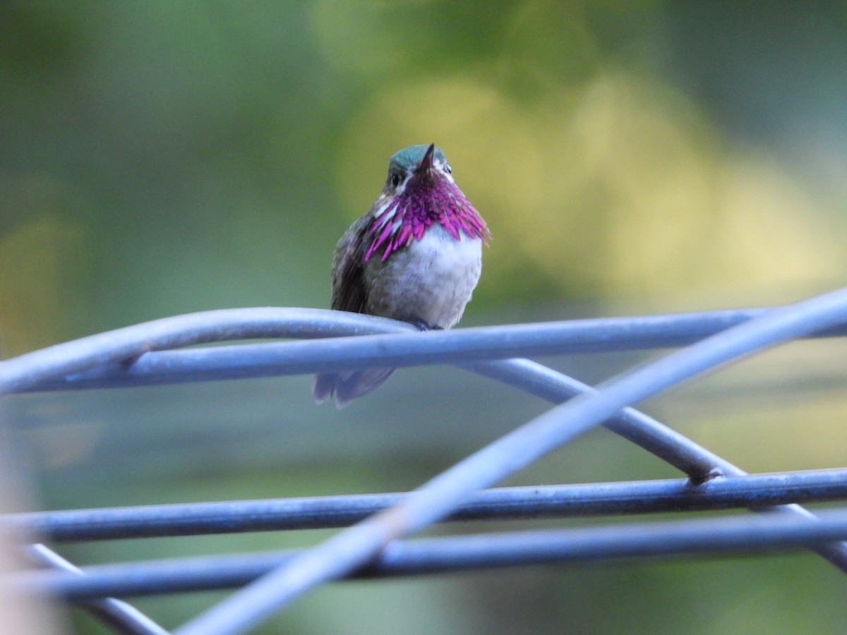 Calliope Hummingbird - ML638303343
