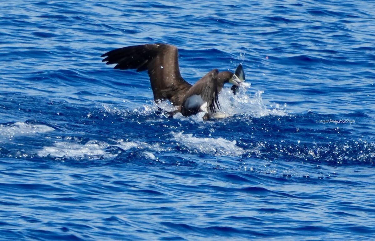Brown Booby - ML638303347