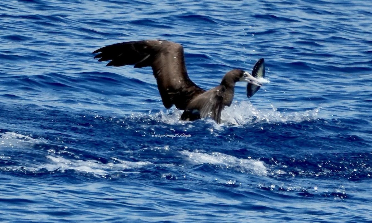 Brown Booby - ML638303348