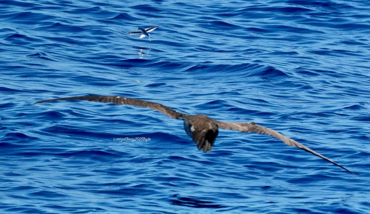 Brown Booby - ML638303350
