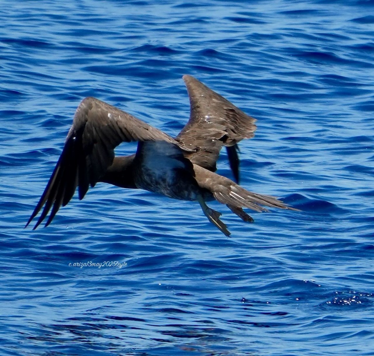 Brown Booby - ML638303351