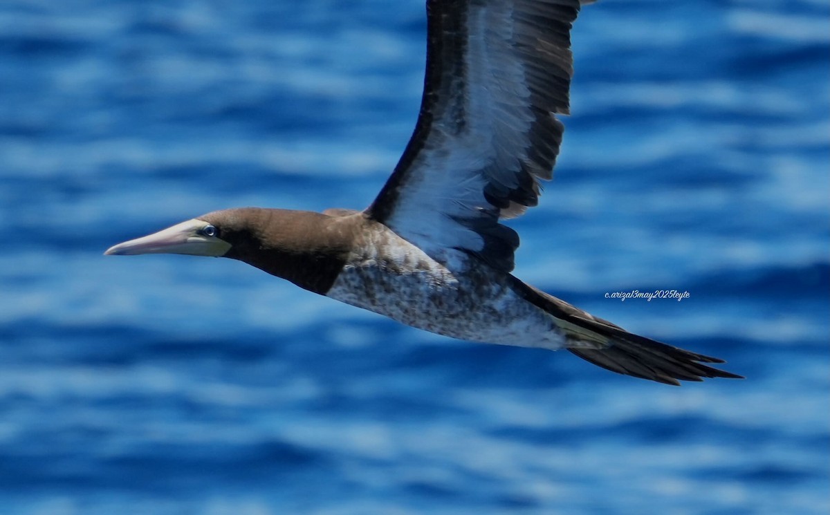 Brown Booby - ML638303357