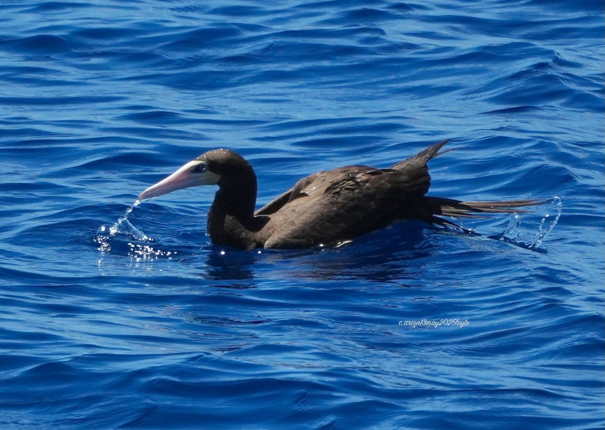 Brown Booby - ML638303358