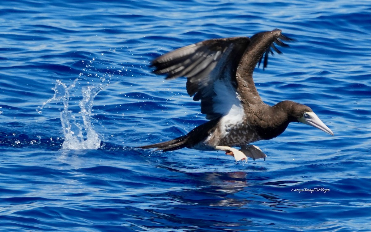 Brown Booby - ML638303359