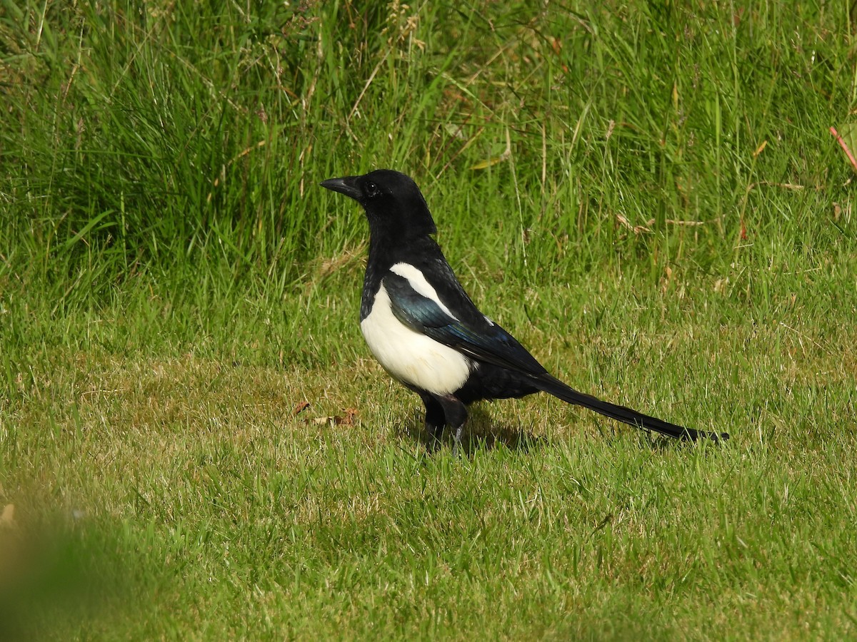 Eurasian Magpie - ML638303368