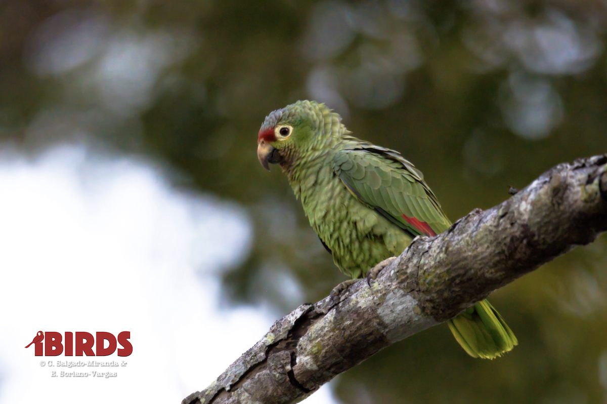 Red-lored Amazon - ML638303369
