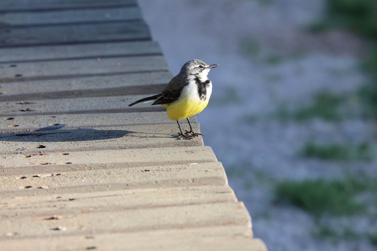 Madagascar Wagtail - ML638303374