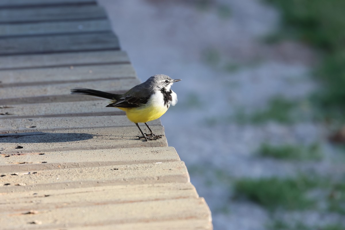 Madagascar Wagtail - ML638303378