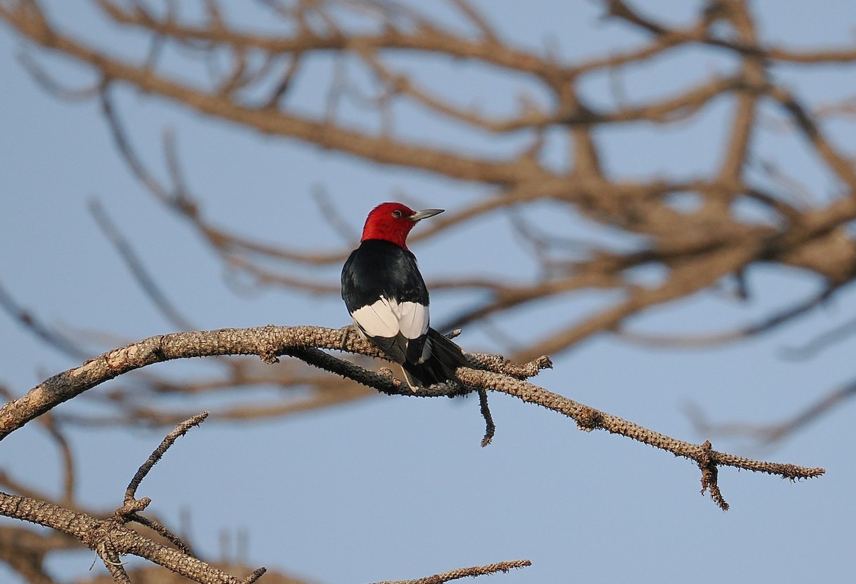 Red-headed Woodpecker - ML638303380