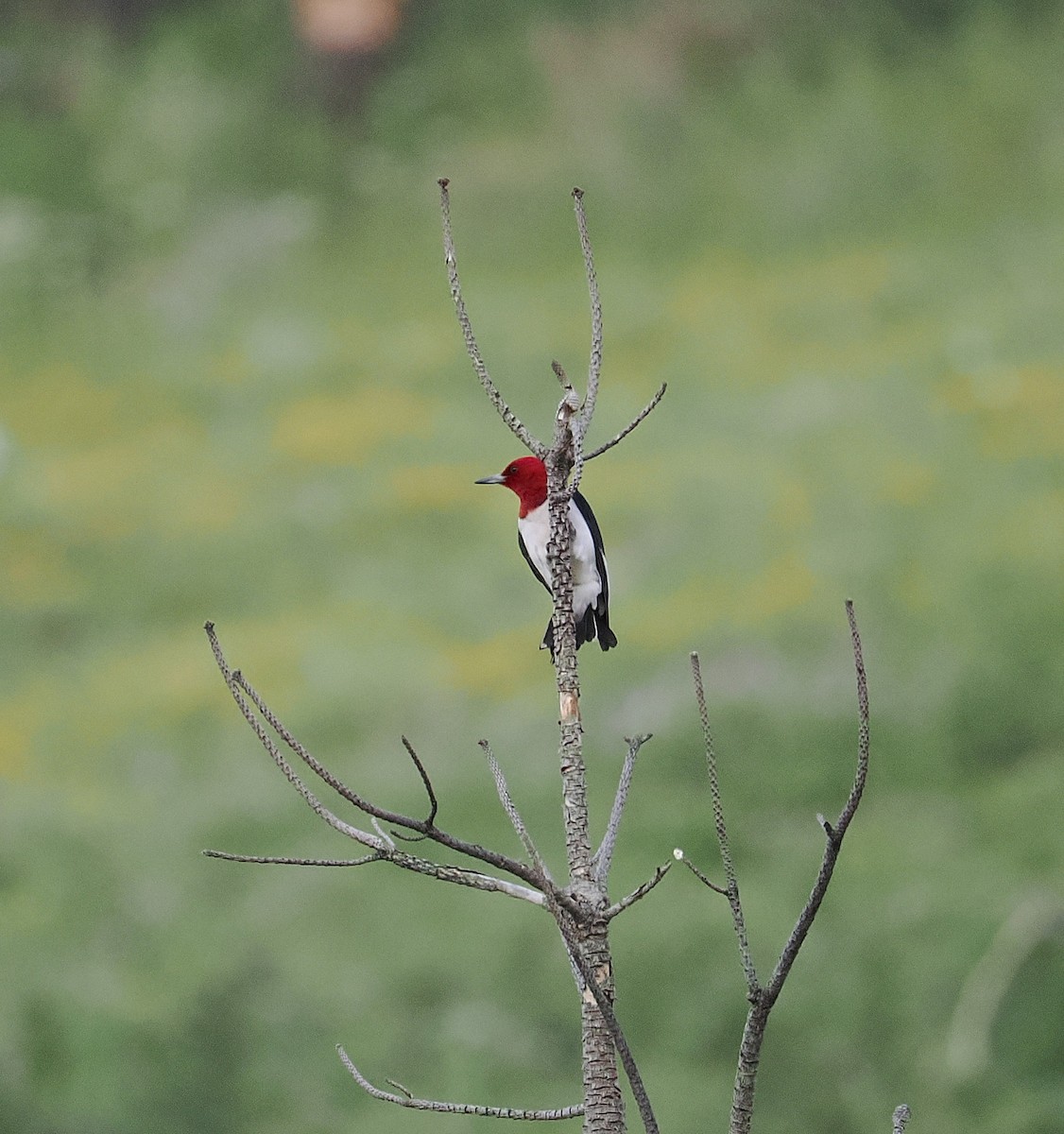 Red-headed Woodpecker - ML638303382