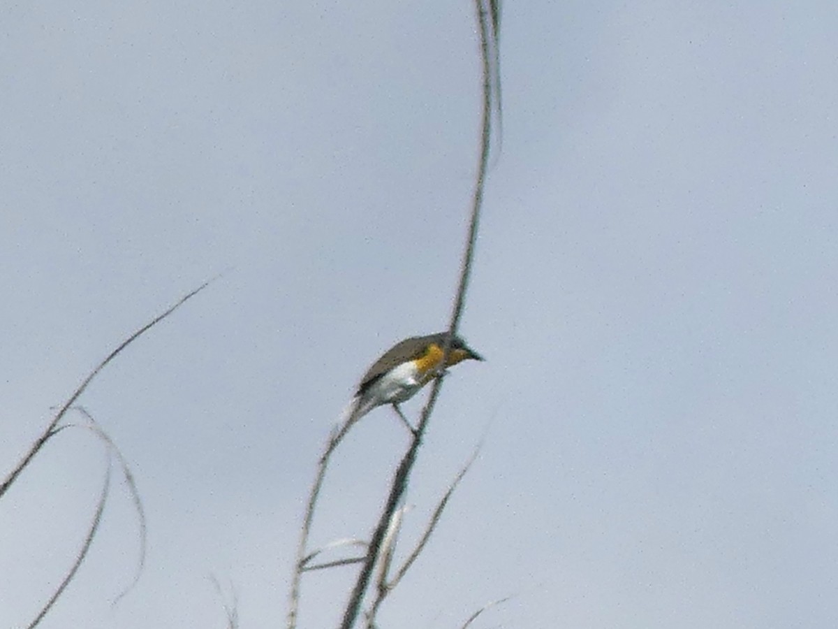 Yellow-breasted Chat - ML638303394
