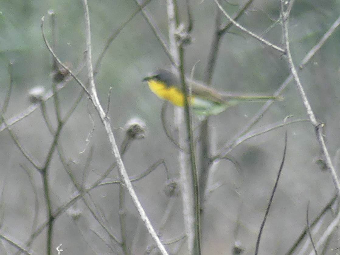 Yellow-breasted Chat - ML638303395