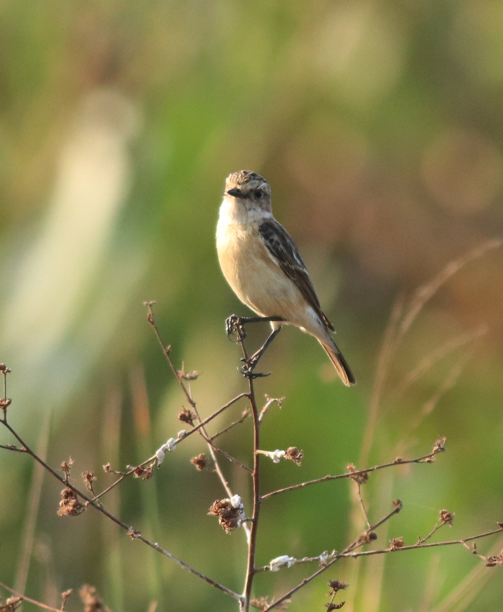 Siberian Stonechat - ML638303397